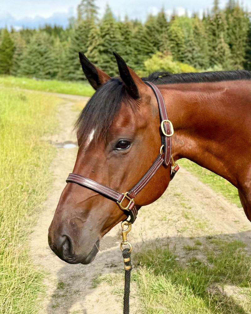 Cedar, a bay horse