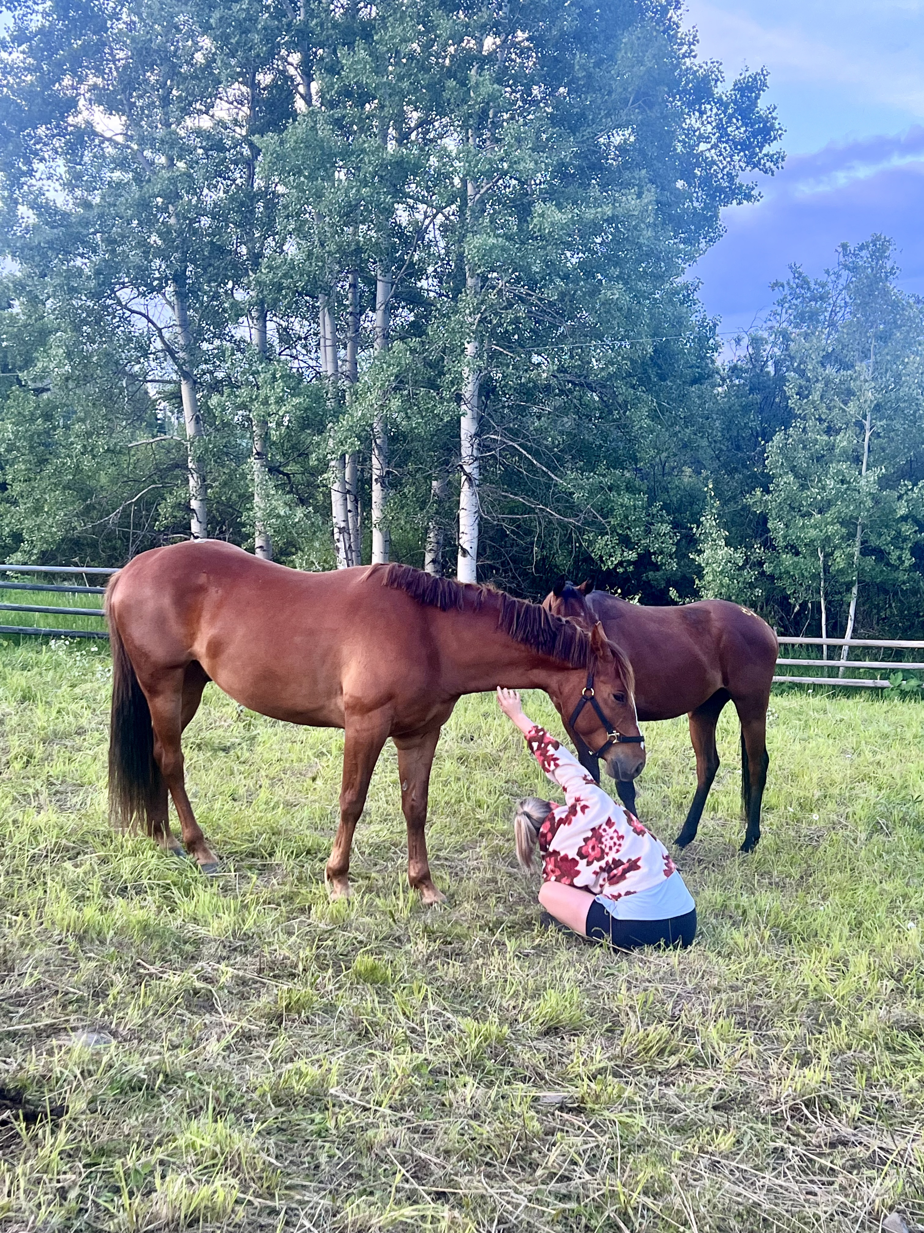 Person greeting a chestnut horse