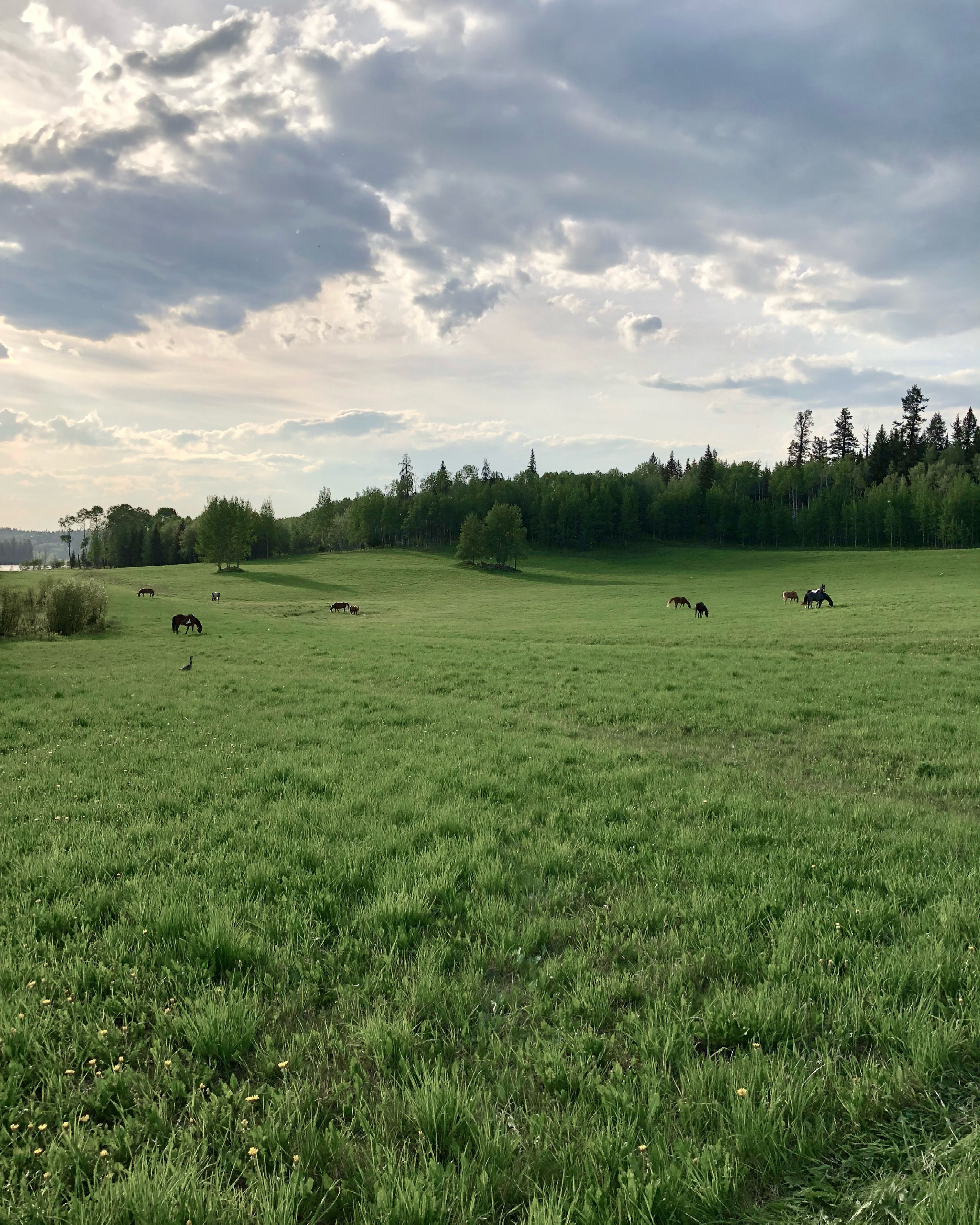 Wide pasture with horses grazing