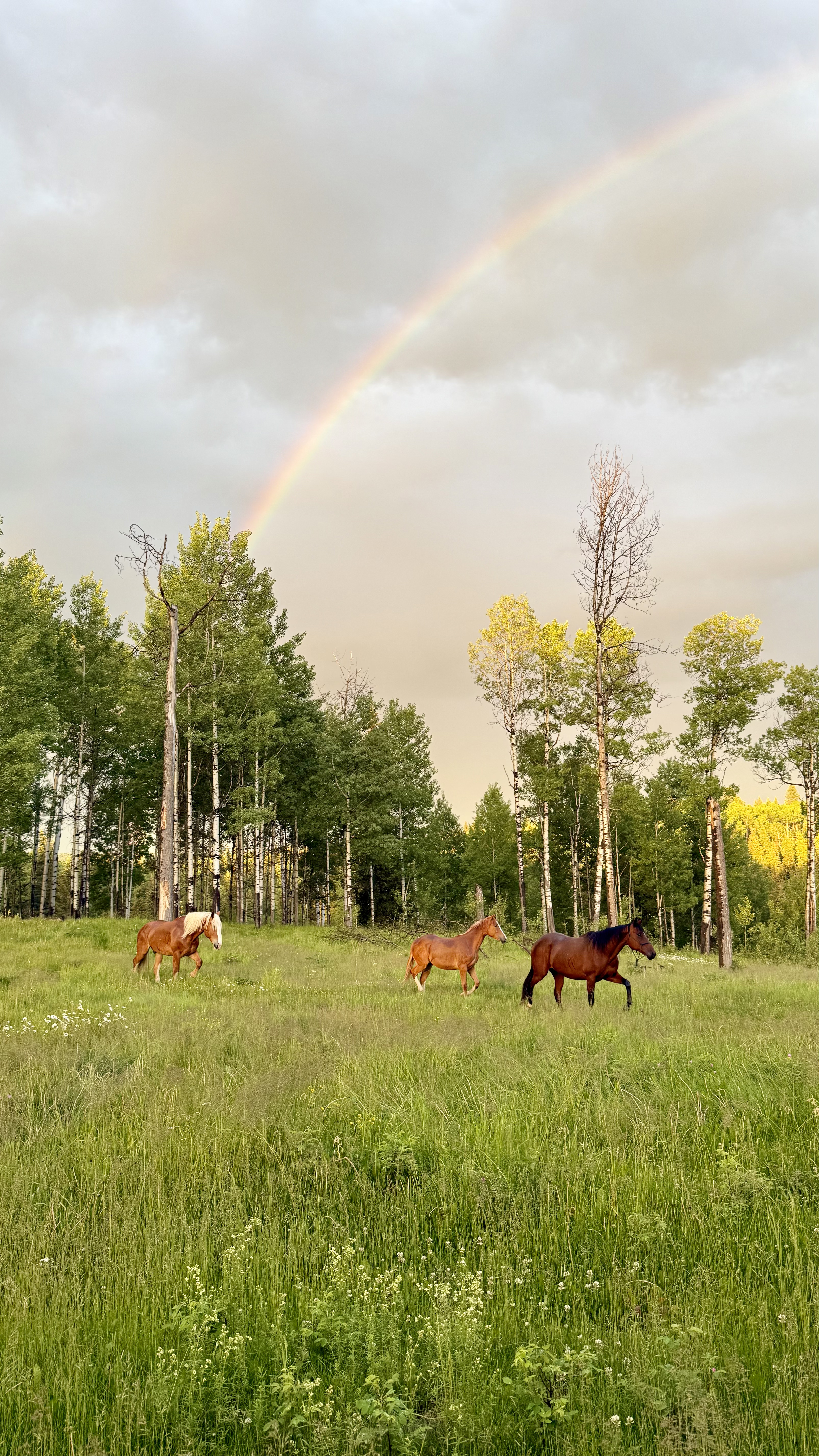 Horses walking across a green pasture under a rainbow
